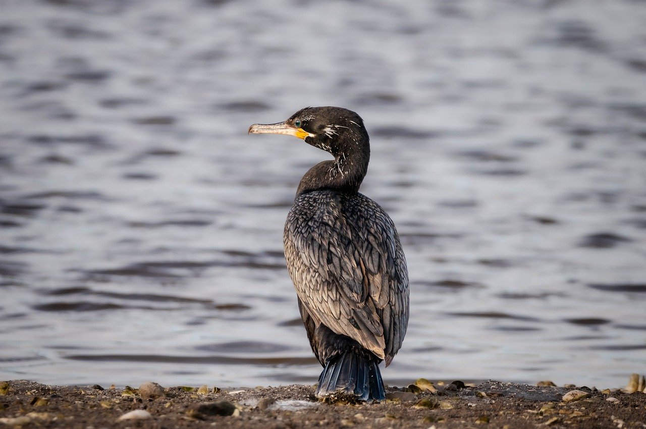 The Role of Blockchain in Protecting Wildlife and Nature